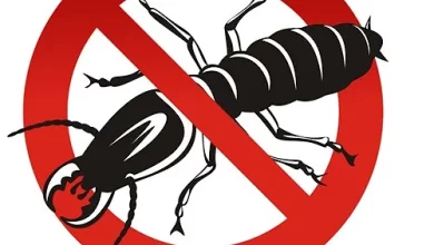 Termite Control Services in Lahore