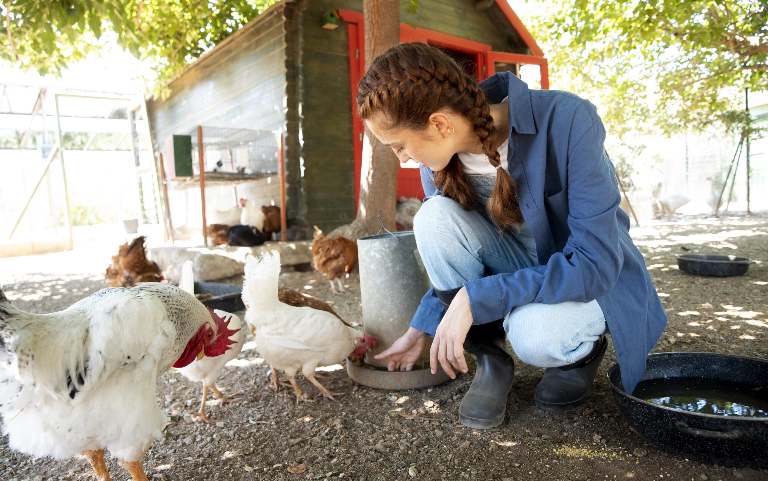 Effective Poultry Health Management Practices