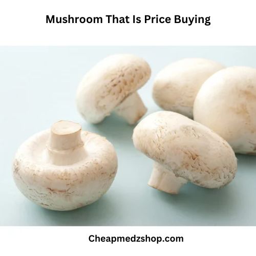 Mushroom That Is Price Buying