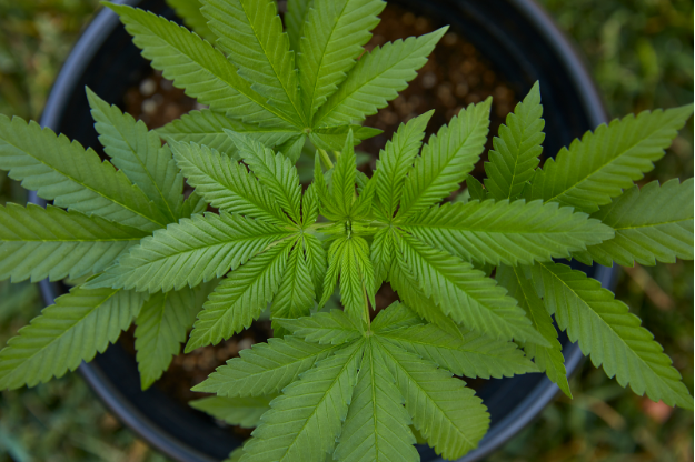 About Marijuana Leaf
