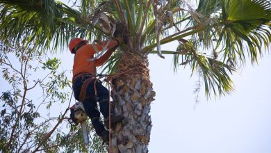 The Science Behind Tree Trimming Why Timing Is Everything