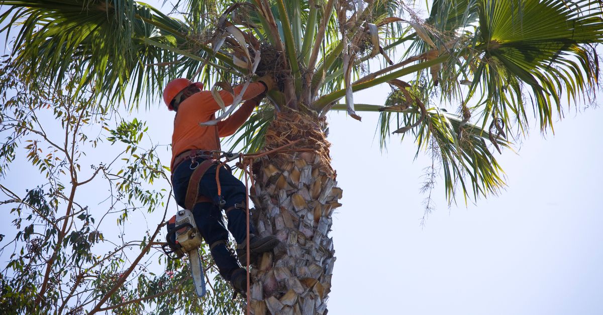 The Science Behind Tree Trimming Why Timing Is Everything