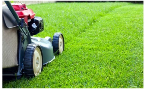 Why Should You Hire a Professional Lawn Care Service