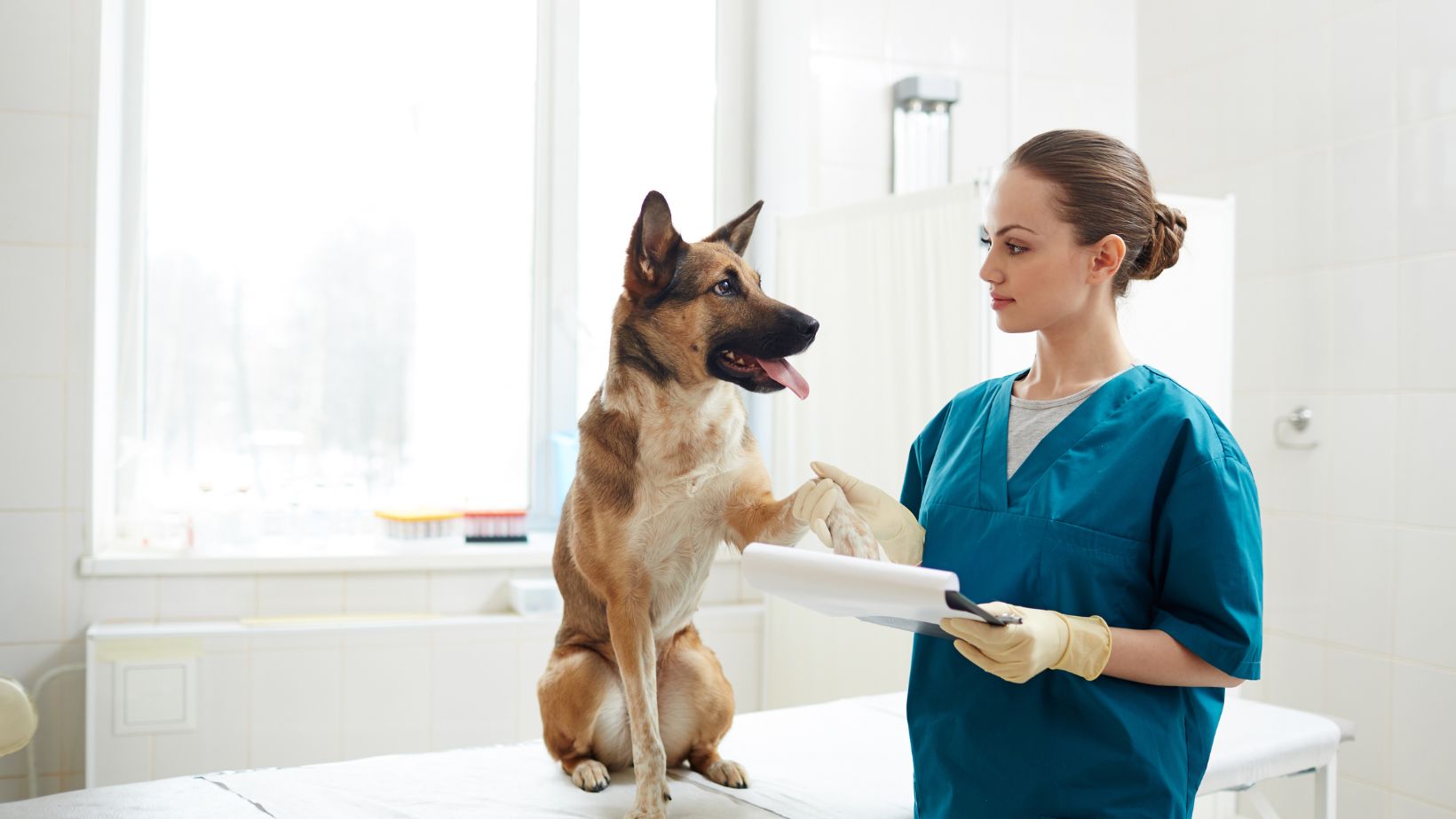 Finding the Right Dog Vet in NYC