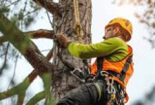 Tree Care