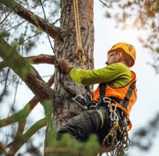 Tree Care