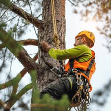 Tree Care