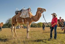 Could Camel Hunting in Arizona Ever Return?